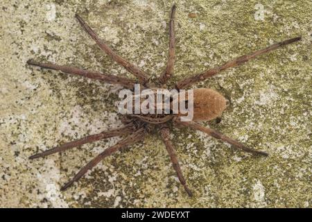 Detaillierte Ganzkörper-Nahaufnahme der größten europäischen Wolfsspinne, Hogna radiata in Südfrankreich Stockfoto