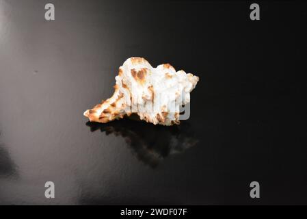 Auf einem schwarzen, nebeligen glänzenden Hintergrund befindet sich eine weiße Muschel mit einer Reflexion. Stockfoto