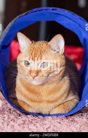 Ingwerkatze, die in einem Katzentunnel aus nächster Nähe liegt Stockfoto