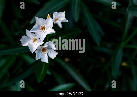 Nahaufnahme Oleander mit weißen Blüten Stockfoto