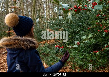 Wexham, Großbritannien. Januar 2024. Eine Frau schaut holly Beeren im Black Park Country Park in Wexham, Buckinghamshire an einem kalten Nachmittag an. Quelle: Maureen McLean/Alamy Live News Stockfoto