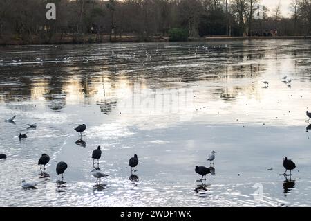 Wexham, Großbritannien. Januar 2024. Der See im Black Park Country Park in Wexham, Buckinghamshire, bleibt nach Tagen eiskalter Kälte gefroren. Quelle: Maureen McLean/Alamy Live News Stockfoto