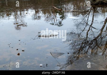 Wexham, Großbritannien. Januar 2024. Der See im Black Park Country Park in Wexham, Buckinghamshire, bleibt nach Tagen eiskalter Temperaturen gefroren. Quelle: Maureen McLean/Alamy Live News Stockfoto