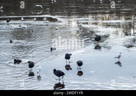 Wexham, Großbritannien. Januar 2024. Der See im Black Park Country Park in Wexham, Buckinghamshire, bleibt nach Tagen eiskalter Kälte gefroren. Quelle: Maureen McLean/Alamy Live News Stockfoto