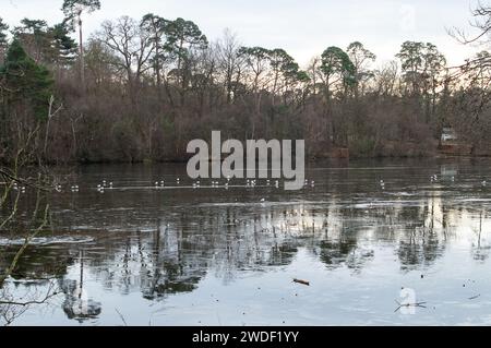 Wexham, Großbritannien. Januar 2024. Der See im Black Park Country Park in Wexham, Buckinghamshire, bleibt nach Tagen eiskalter Temperaturen gefroren. Quelle: Maureen McLean/Alamy Live News Stockfoto