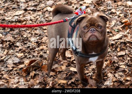 Wexham, Großbritannien. Januar 2024. Ein süßer brauner Mops namens Lennie macht seinen Spaziergang im Black Park Country Park in Wexham, Buckinghamshire an einem eiskalten Tag. Quelle: Maureen McLean/Alamy Live News Stockfoto