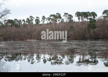 Wexham, Großbritannien. Januar 2024. Der See im Black Park Country Park in Wexham, Buckinghamshire, bleibt nach Tagen eiskalter Temperaturen gefroren. Quelle: Maureen McLean/Alamy Live News Stockfoto