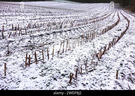 Schneebedecktes Maisfeld im Winter Stockfoto