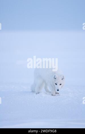 arctic fox Alopex lagopus adult scavenges for food under the snow along the arctic coast 1002 area of the ANWR, Beaufort sea, Alaska Stockfoto