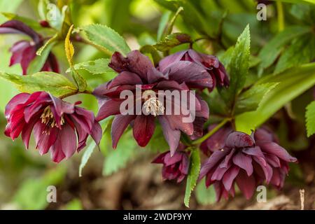 Helleborus orientalis Double Ellen Red Stockfoto