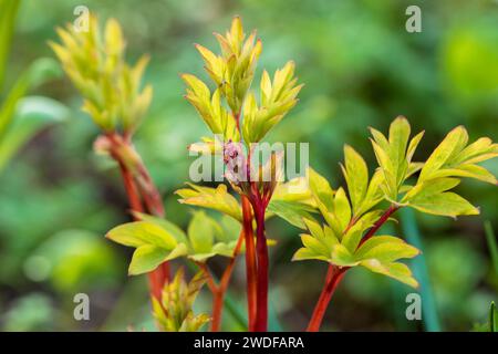 Nahaufnahme des leuchtend gelben Laubs des blutenden Herzens „Weißgold“. Lamprocapnos Dicentra spectabilis Stockfoto