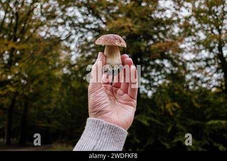 Hand hält frisch gepflückte Boletusmuseen im Wald Stockfoto