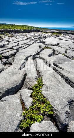 Der Burren, County Clare, Irland Stockfoto