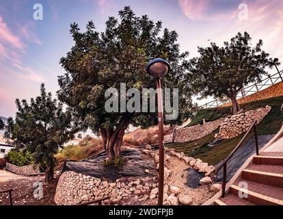 Drei Johannisbrotbäume in Villajoyosa Stockfoto