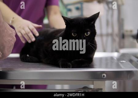 Ältere schwarze Katze beim Tierarzt mit der Hand des Arztes Stockfoto