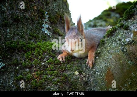 Eurasisches Rothörnchen Nahaufnahme (Sciurus vulgaris) Stockfoto