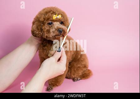 Frau kämmt einen süßen Pudel auf rosa Hintergrund. Stockfoto