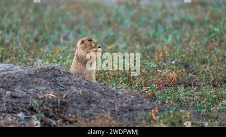 Prairie Dogs im Badlands National Park, South Dakota, USA. Stockfoto