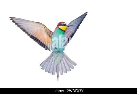 Bunter Vogel, Bienenfresser im Flug, isoliert auf weiß Stockfoto