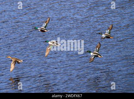 Eine Gruppe von Northern Shoveler Enten, die zusammen über einen großen blauen See in der Nähe des Wassers fliegen. Stockfoto