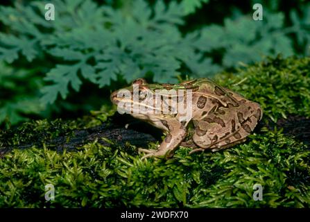 Weiblicher Leopardenfrosch, Rana sphenocephala, sitzend auf feuchtem Gartenmoos, Mittlerer Westen der USA Stockfoto