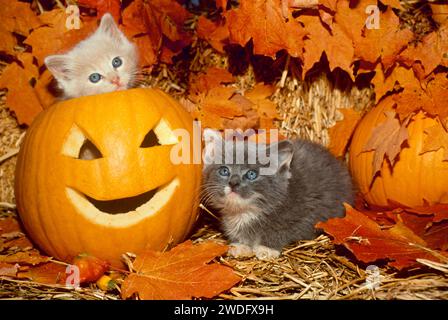 Zwei entzückende Kätzchen spielen in einer Scheune zwischen Strohhalmen und bunten Ahornblättern mit geschnitzten Kürbissen in Missouri, USA Stockfoto