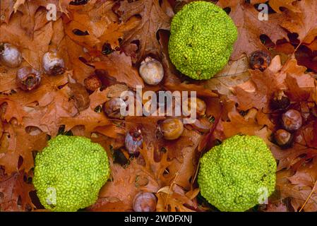 Hecke Äpfel vom Osage-Orangenbaum (Maclura pomifera), Persimmonen und Eicheln auf nassen Blättern, Westen der USA Stockfoto