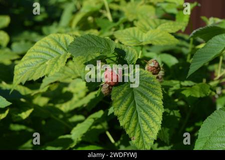 Ein heimischer Gemüsegarten, ein heimisches Himbeerfeld, große Himbeersträucher mit roten Beeren im Sommer. Stockfoto