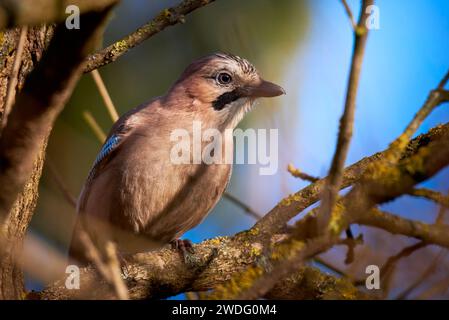 Eurasischer jay Vogel sitzt auf einem Ast ( Garrulus glandarius ) Stockfoto
