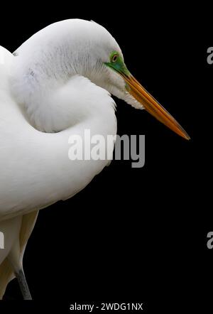 Das weiße Gefieder des eleganten Silberreifers bildet einen schönen Kontrast zu tiefschwarzem Hintergrund Stockfoto