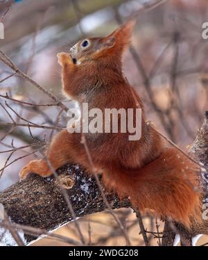 Rotes Eichhörnchen, Sciurus vulgaris sitzt am sonnigen Wintertag auf dem Baum im Stromovka Park, Prag, Tschechische Republik. Stockfoto