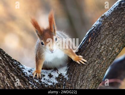 Rotes Eichhörnchen, Sciurus vulgaris sitzt am sonnigen Wintertag auf dem Baum im Stromovka Park, Prag, Tschechische Republik. Stockfoto