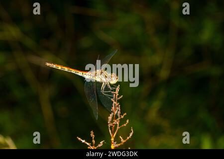 Sympetrum vulgatum Familie Libellulidae Gattung Sympetrum Vagrant Darter Libelle wilde Natur Insektentapete, Bild, Fotografie Stockfoto