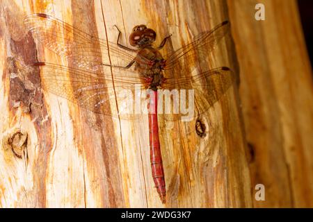 Sympetrum vulgatum Familie Libellulidae Gattung Sympetrum Vagrant Darter Libelle wilde Natur Insektentapete, Bild, Fotografie Stockfoto