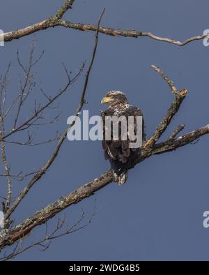 Unreifer Weißkopfseeadler im Norden von Wisconsin. Stockfoto