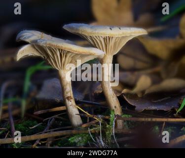 Zwei Chanterelle-Pilze, die auf dem Herbstboden des Waldes wachsen Stockfoto