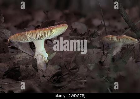 Ein Foto von Fliegenpilzen, die durch Herbstblätter auf dem Waldboden wachsen Stockfoto