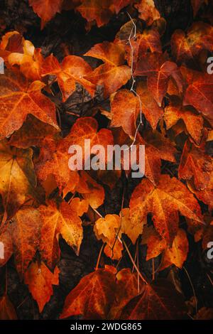 Rot-orangene Ahornblätter an einer Wand in Dinant in Wallonien, Belgien. Stockfoto