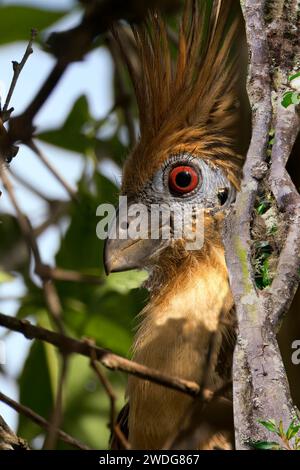 Hoatzin Porträt, Opisthocomus hoazin, Amazonasbecken, Brasilien Stockfoto