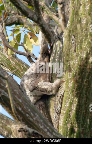 Bradypus variegatus, in einem Baum mit Jungfil, Amazonasbecken, Brasilien Stockfoto