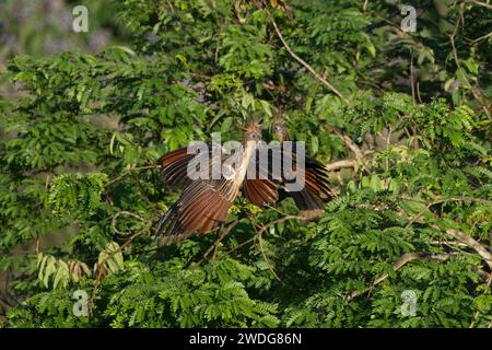 Drei Hoatzin, Opisthocomus hoazin, im Wald, Amazonasbecken, Brasilien Stockfoto