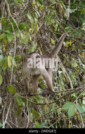 WeißfrontKapuziner, Cebus albifrons, Amazonasbecken, Brasilien Stockfoto