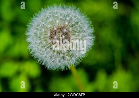 Extreme Nahaufnahme von weißem Löwenzahn mit grünem verschwommenem Hintergrund, Südkorea, Südkorea Stockfoto