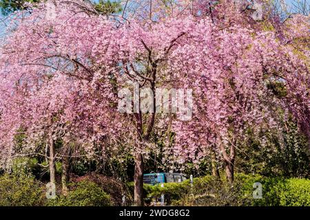 Kleiner Kirschblütenbaum in voller Blüte umgeben von grünen Heckenbüschen an einem hellen sonnigen Tag, Südkorea, Südkorea Stockfoto