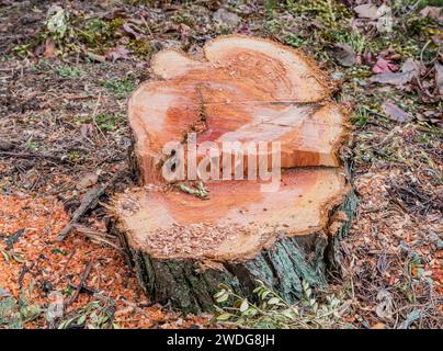 Winziger Zweig grüner Blätter, der auf einem Stumpf frisch geschlagenen Baumes mit verstreuten Holzspänen ruht, Südkorea Stockfoto