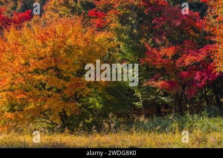 Bäume in wunderschönen Herbstfarben neben einer kleinen Rodung auf dem Land an einem sonnigen Nachmittag, Südkorea, Südkorea Stockfoto