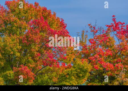 Bäume in Herbstfarben rot und grün vor einem klaren blauen Himmel an einem schönen Herbstmorgen in Südkorea, Südkorea Stockfoto