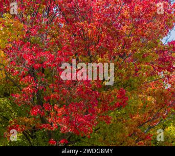 Nahaufnahme von Baumblättern in Herbstfarben rot und grün am schönen Herbsttag, Südkorea, Südkorea Stockfoto