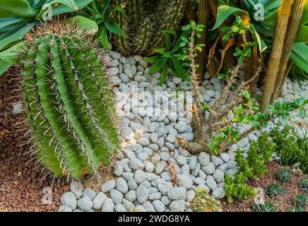 Großaufnahme des Golden Barrel Cactus, der in felsigem Boden im Gewächshaus in Südkorea wächst Stockfoto