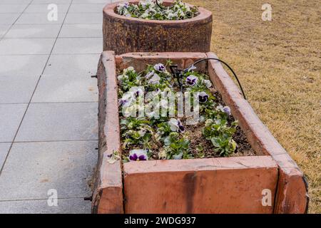 Kastanienbraune und weiße Geranien in Betonblumentöpfe, die Baumstämmen ähneln, in einem öffentlichen Park, Südkorea Stockfoto